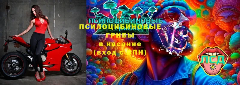 где купить наркоту  Камызяк  Псилоцибиновые грибы Cubensis 